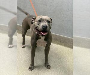 American Pit Bull Terrier-Unknown Mix Dogs for adoption in Las Vegas, NV, USA