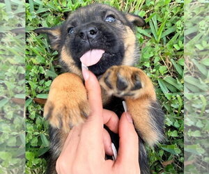 German Shepherd Dog-Unknown Mix Dogs for adoption in Brewster, NY, USA