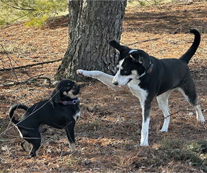 Siberian Husky-Unknown Mix Dogs for adoption in Harrisburg, PA, USA