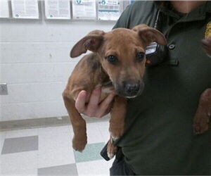 Chiweenie Dogs for adoption in Oklahoma City, OK, USA