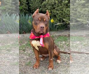 American Pit Bull Terrier-Doberman Pinscher Mix Dogs for adoption in Spring Lake, NJ, USA