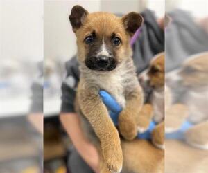 German Shepherd Dog-Unknown Mix Dogs for adoption in Baytown, TX, USA