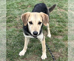 Beagle-Unknown Mix Dogs for adoption in Batavia, OH, USA