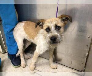 Mutt Dogs for adoption in Riverside, CA, USA