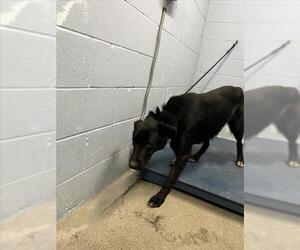 German Shepherd Dog-Unknown Mix Dogs for adoption in Woodland, CA, USA