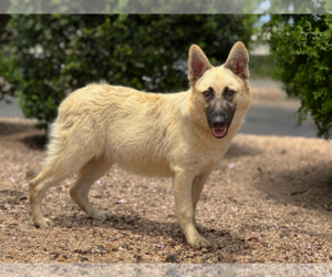 German Shepherd Dog-Unknown Mix Dogs for adoption in PIPE CREEK, TX, USA