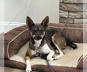 Mutt Dogs for adoption in Candler, NC, USA