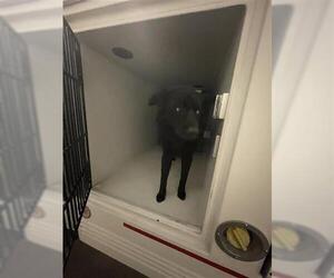 Bearded Collie-German Shepherd Dog Mix Dogs for adoption in Houston, TX, USA