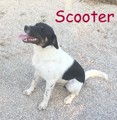 Border Collie Dogs for adoption in Stover, MO, USA