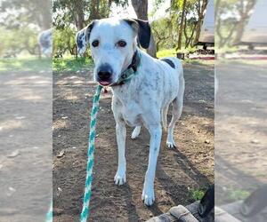 Jack Russell Terrier-Pointer Mix Dogs for adoption in El Cajon, CA, USA