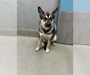 Siberian Husky-Unknown Mix Dogs for adoption in Las Vegas, NV, USA