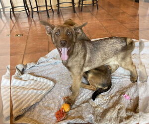 German Shepherd Dog Dogs for adoption in Winter, WI, USA