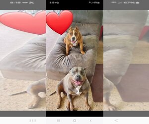 American Pit Bull Terrier Dogs for adoption in Melrose, FL, USA