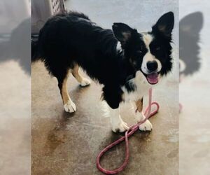 Border-Aussie Dogs for adoption in Pleasanton, TX, USA