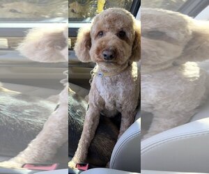 Goldendoodle (Miniature) Dogs for adoption in  Ramona, CA, USA