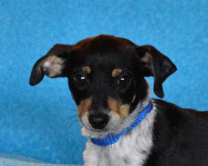 Medium Photo #1 Rat Terrier-Unknown Mix Puppy For Sale in Mukwonago, WI, USA