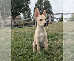 Mutt Dogs for adoption in Germantown, OH, USA