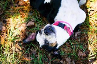 Pointer Dogs for adoption in Columbus, GA, USA