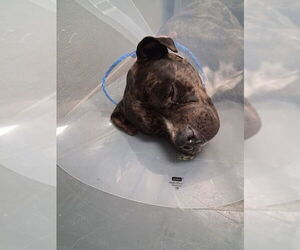 American Pit Bull Terrier-Unknown Mix Dogs for adoption in Las Vegas, NV, USA