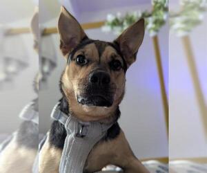 Black and Tan Coonhound Dogs for adoption in San Antonio, TX, USA