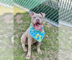 American Pit Bull Terrier-Unknown Mix Dogs for adoption in McKinney, TX, USA