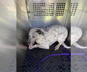 Catahoula Leopard Dog-Unknown Mix Dogs for adoption in Pasadena, TX, USA