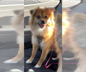 Pomeranian Dogs for adoption in Newport Beach, CA, USA