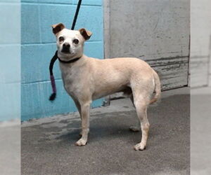 Chihuahua Dogs for adoption in Downey, CA, USA