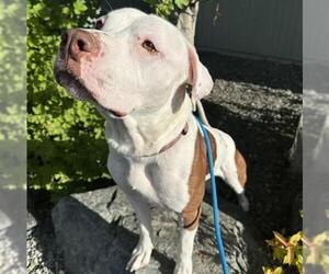American Pit Bull Terrier-Unknown Mix Dogs for adoption in Anchorage, AK, USA