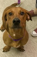 Basschshund Dogs for adoption in Fargo, ND, USA