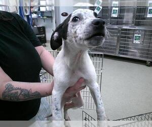 Border Collie-Unknown Mix Dogs for adoption in Oklahoma City, OK, USA