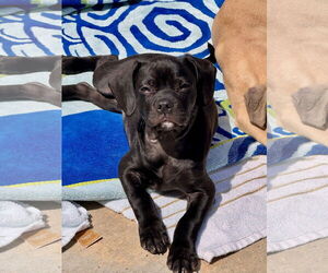 Puggle Dogs for adoption in Newport Beach, CA, USA