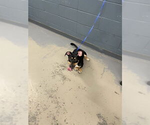 Dachsador Dogs for adoption in Tallahassee, FL, USA