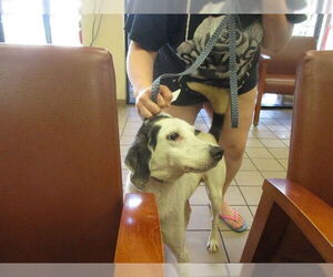 American Foxhound-Unknown Mix Dogs for adoption in Ocala, FL, USA