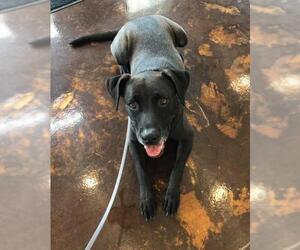 Labrador Retriever-Unknown Mix Dogs for adoption in Darlington, MD, USA