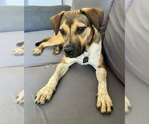 Mutt Dogs for adoption in Mundelein, IL, USA