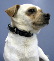 Medium Photo #1 Chug Puppy For Sale in Minneapolis, MN, USA