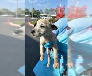 Mutt Dogs for adoption in San Antonio, TX, USA