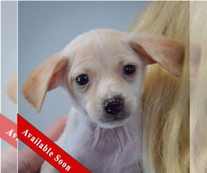 Chiweenie Dogs for adoption in Huntley, IL, USA