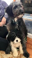Aussiedoodle Dogs for adoption in Landenberg, PA, USA