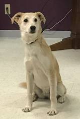 Small Alaskan Husky-Golden Retriever Mix