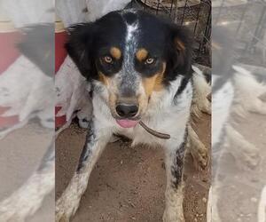 Border-Aussie Dogs for adoption in Tonopah, AZ, USA