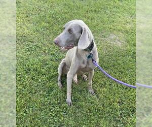 Weimaraner Dogs for adoption in Park Falls, WI, USA