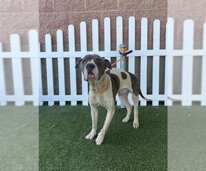 American Pit Bull Terrier-Unknown Mix Dogs for adoption in Modesto, CA, USA
