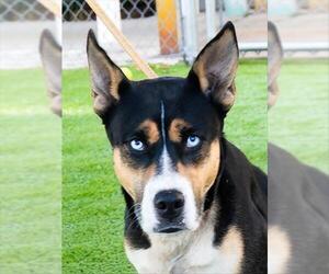 Siberian Husky-Unknown Mix Dogs for adoption in Sanford, FL, USA