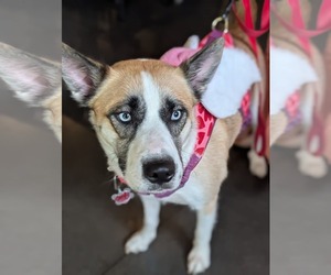 Huskies -Unknown Mix Dogs for adoption in Holly Springs, NC, USA