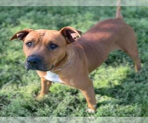 American Pit Bull Terrier-Unknown Mix Dogs for adoption in Conroe, TX, USA