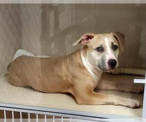 American Pit Bull Terrier-Unknown Mix Dogs for adoption in Hollywood, MD, USA