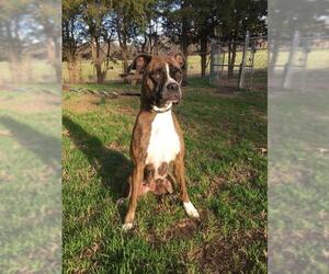 Boxer Dogs for adoption in Staley, NC, USA
