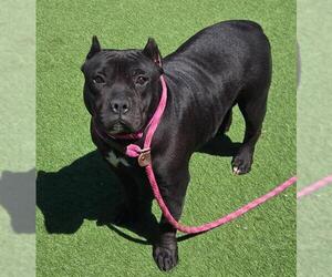 American Pit Bull Terrier Dogs for adoption in Sacramento, CA, USA